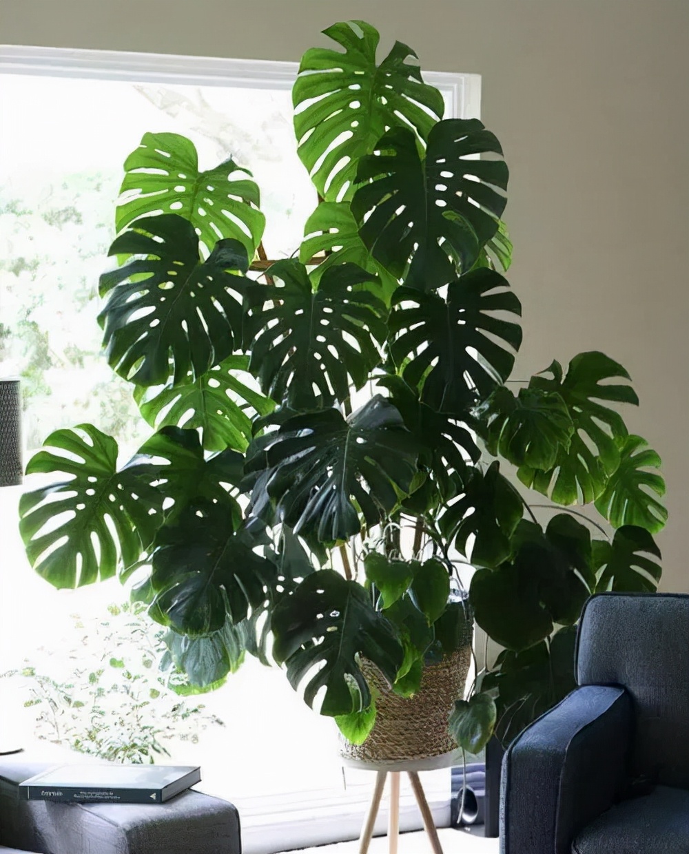 十种最吉利的镇宅花,家里养这5种旺宅花