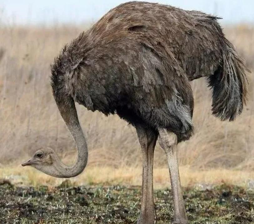 国外鸵鸟养殖前景如何,鸵鸟怎么养才能更好更赚钱