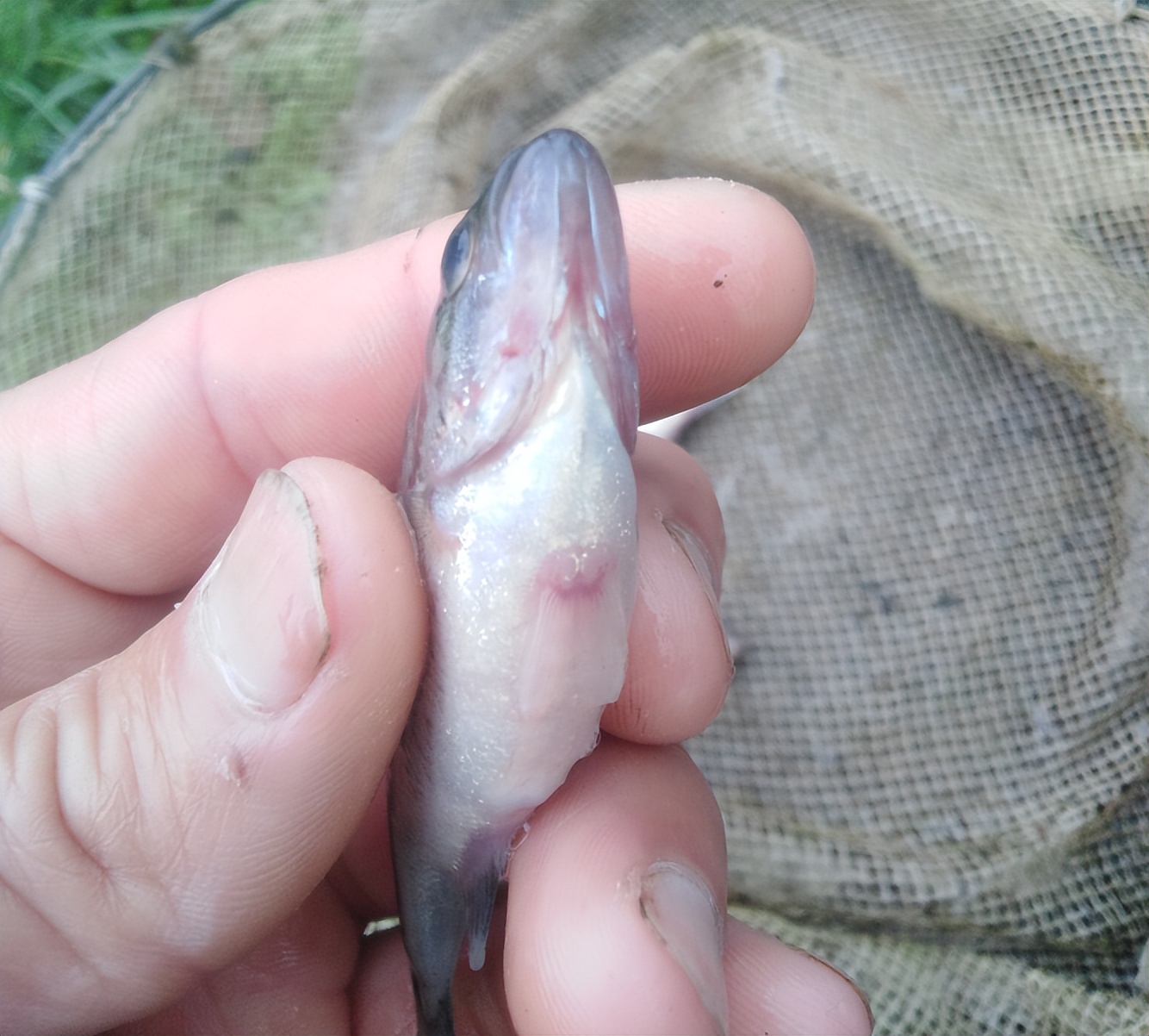 加州鲈鱼苗出血怎么处理,加州鲈鱼的出血病怎么防治