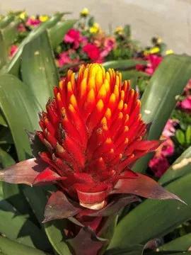 水塔花盆栽,水塔小型花卉盆栽