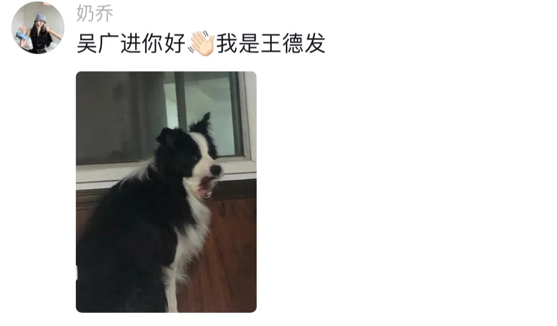 千万别给宠物取个名字,取一个仙气的宠物名字