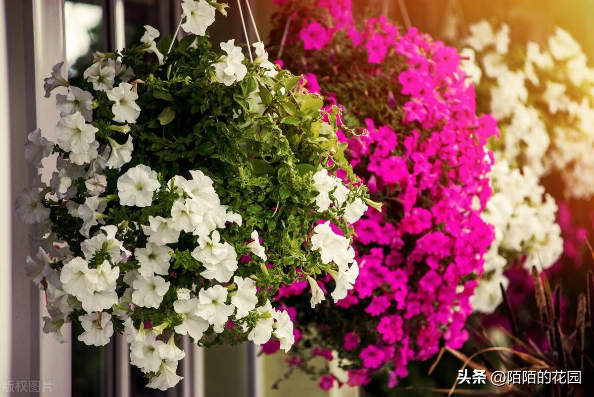 春节开花的庭院花卉,适合四季开花的庭院花卉