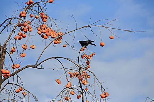 鐧鹃笩楦ｆ槬楂樻竻鍥剧墖,鐧鹃笩楦ｆ槬椋庢櫙瑙嗛