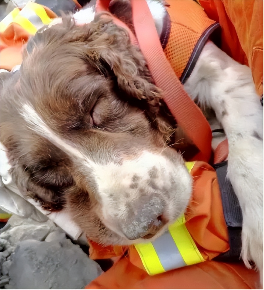 汶川地震67只搜救犬全部离世,汶川地震的67只搜救犬
