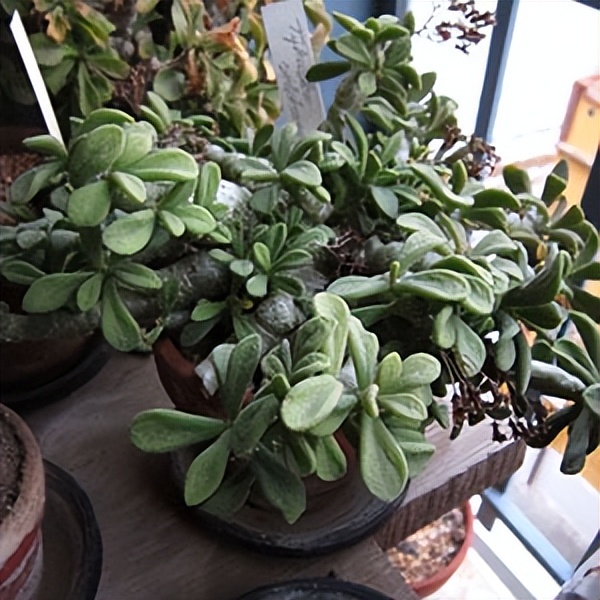 102个大类近500个多肉植物图片，都极其美丽，建议在家中也养一盆