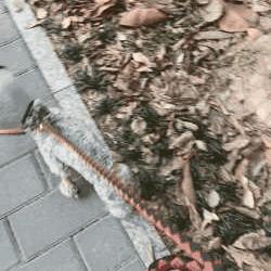 狗狗突然不敢走路怎么回事,小狗经常跑关节会出现问题吗