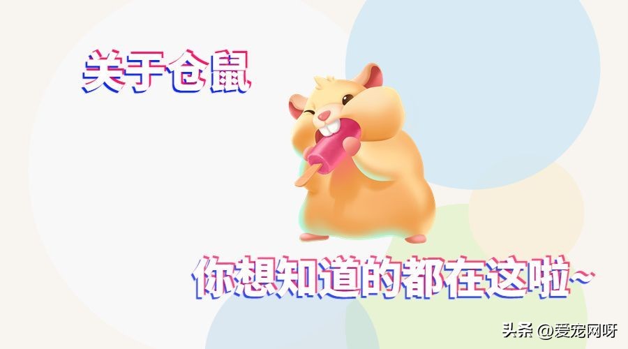 对动物的疑问有哪些,关于仓鼠的所有事情