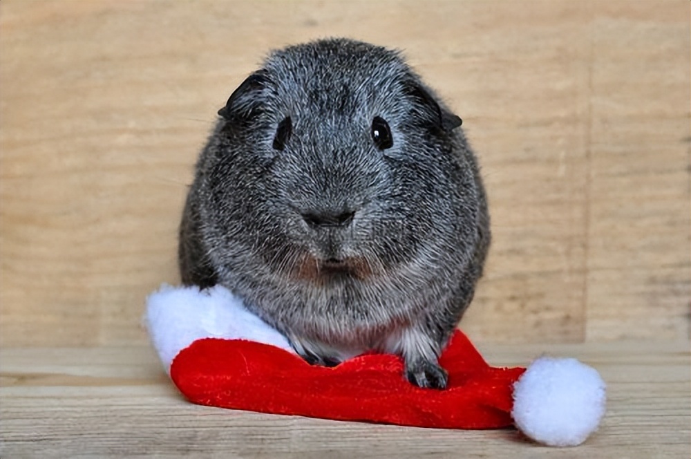 y染色体即将消失,y染色体即将消失男性将会怎样