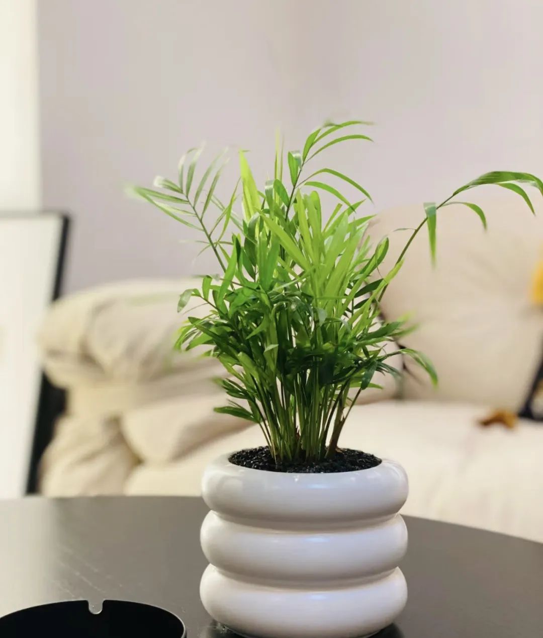 室内养什么好养又吸甲醛,室内养什么绿植吸收甲醛量最高