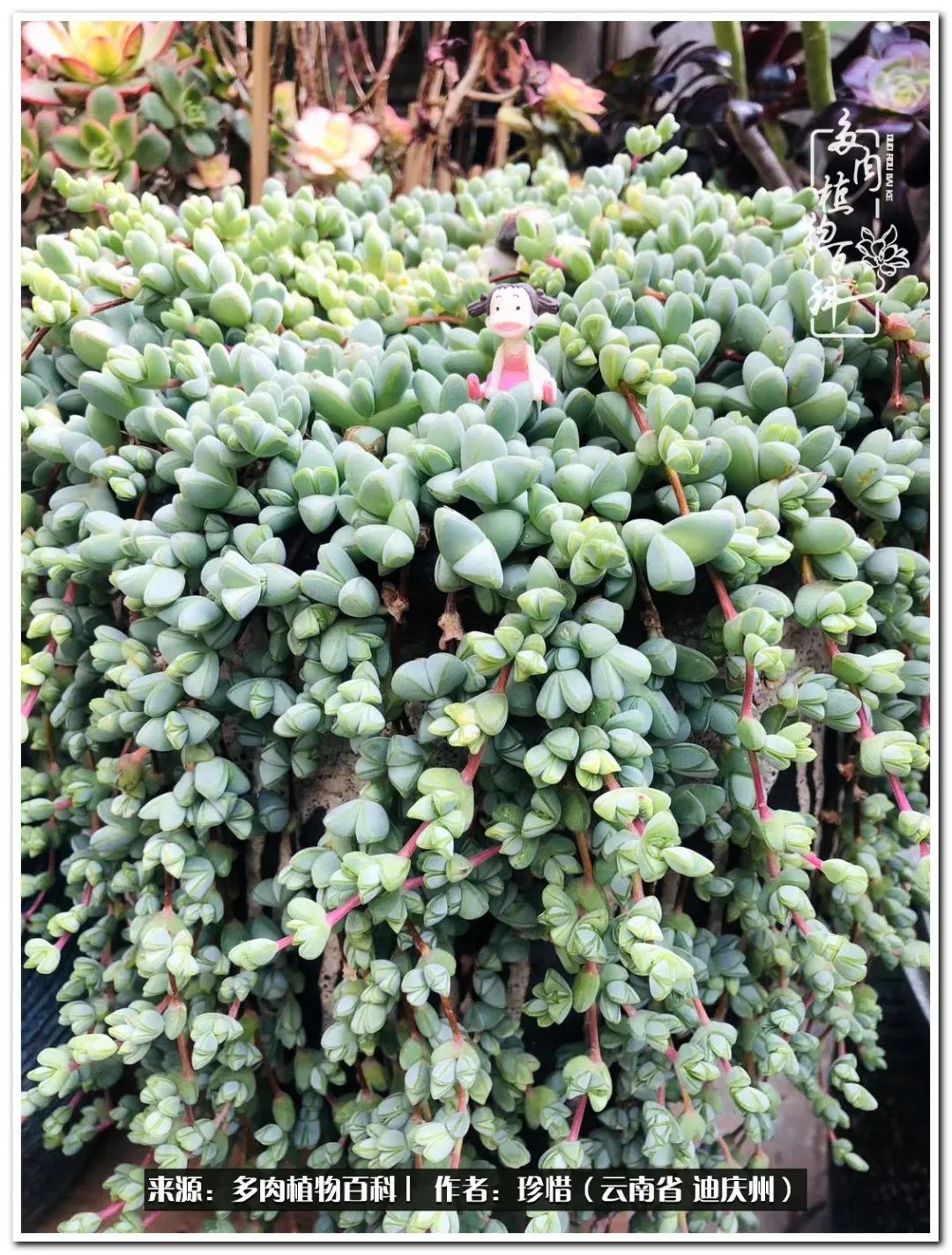 给生命一份淡然还岁月一份从容,给生命留一份洒脱的话