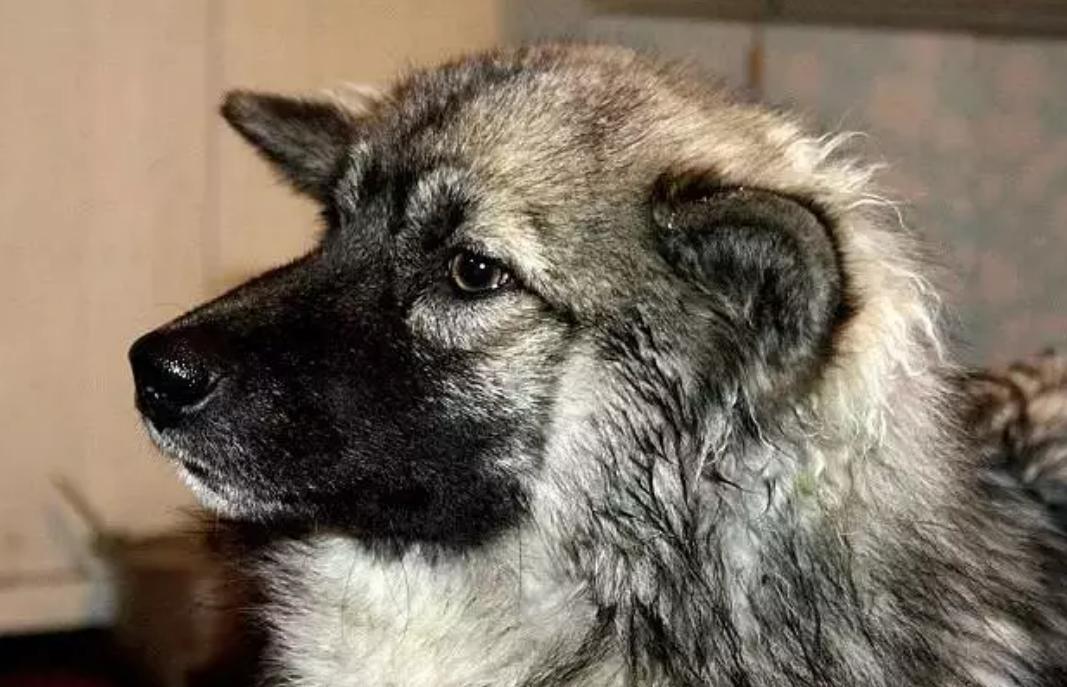 孩子和狗失踪后找回,2岁女孩与狗狗一起失踪后续