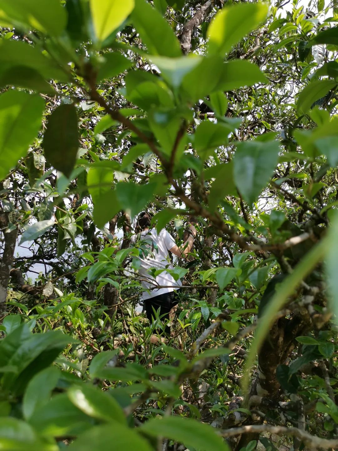 网购茶叶怎么选购最好的,盘点网购茶叶的4个省钱小技巧