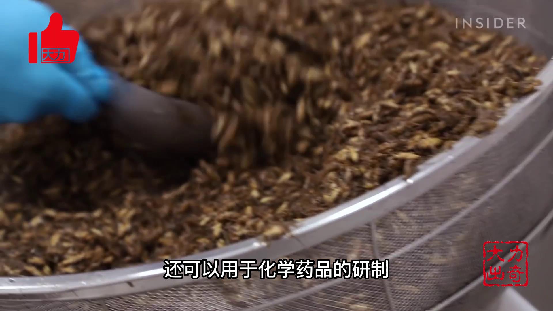 投资最少收益最大的农村养殖,养殖业项目推荐养牛养羊