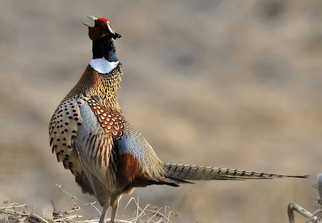 农村灵异故事之黄鼠狼,农村灵异鬼怪故事