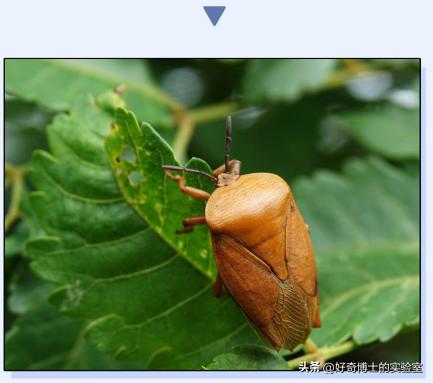 床上小颗粒是什么虫卵,墙上有虫卵很小颗粒