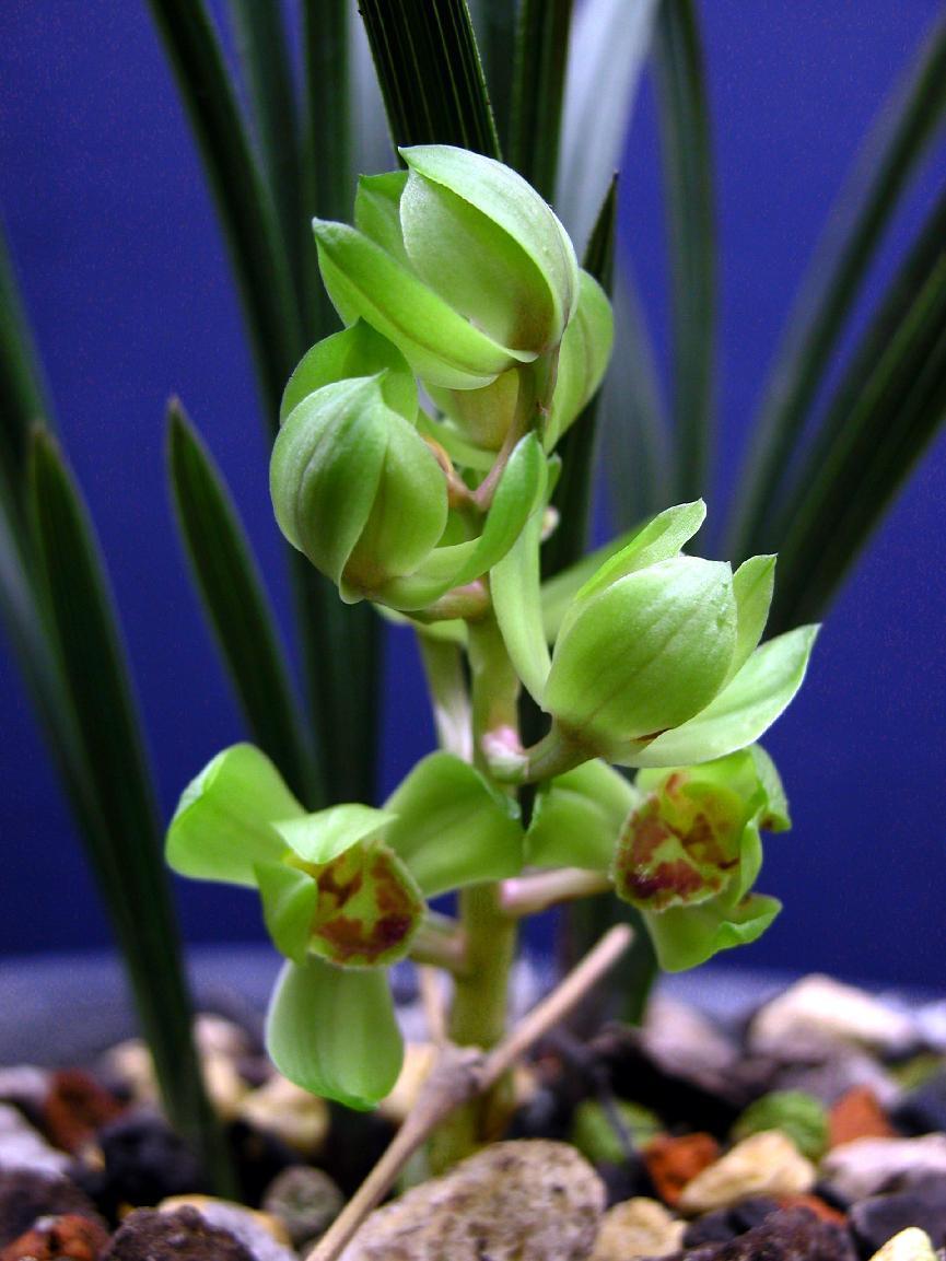 卖兰花一年收入,卖兰花卖得最好的一个月赚多少钱