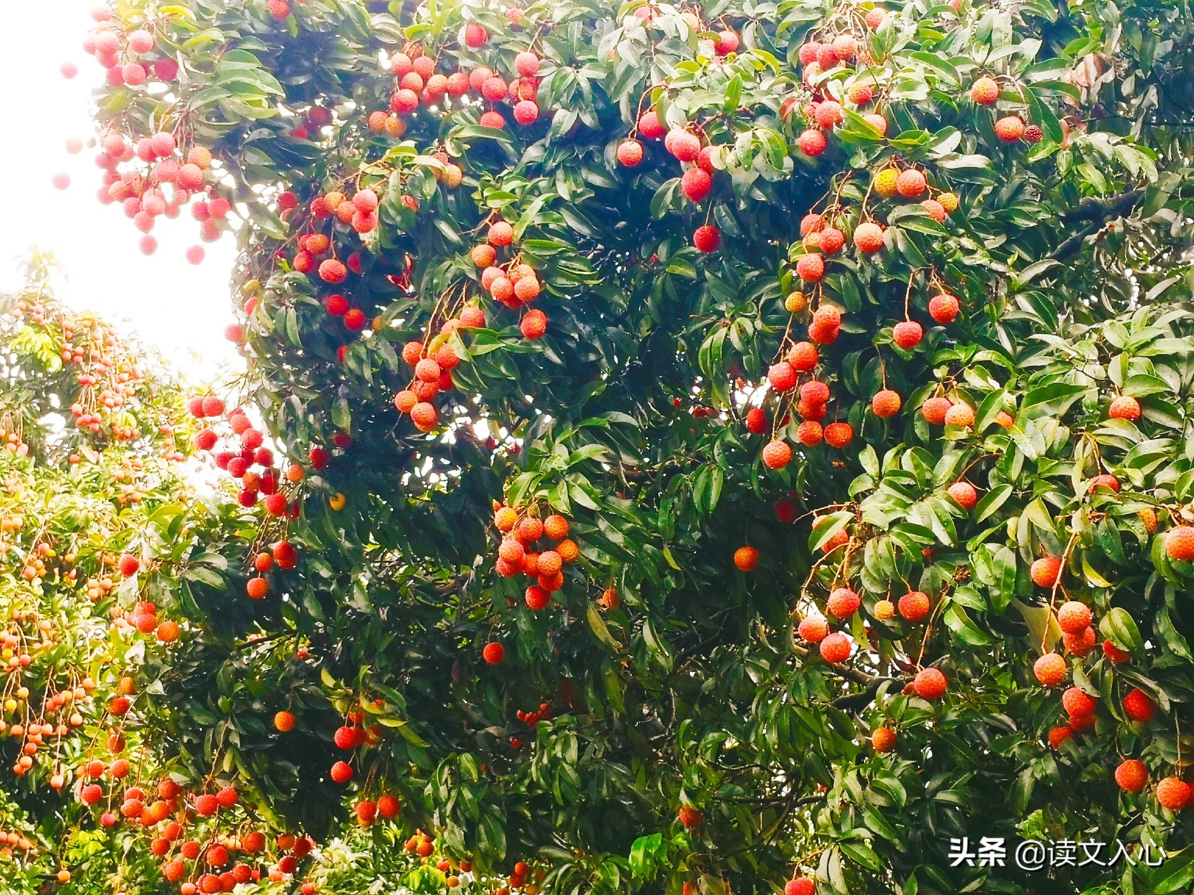 从化区南平静修小镇简介,南平静修小镇旅游文案