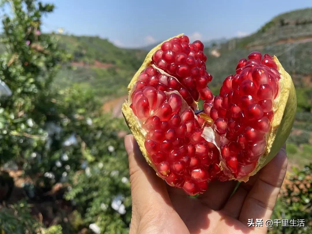 突尼斯软籽石榴超级好吃,突尼斯软籽石榴不用吐籽就能吃