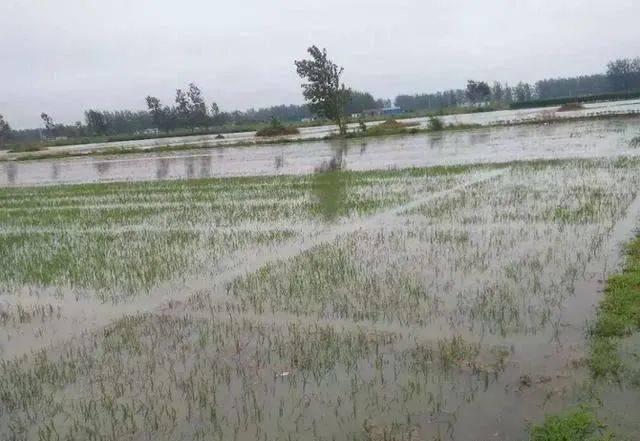 露天菜地被水淹过的蔬菜怎么挽救,雨水淹了蔬菜怎么办