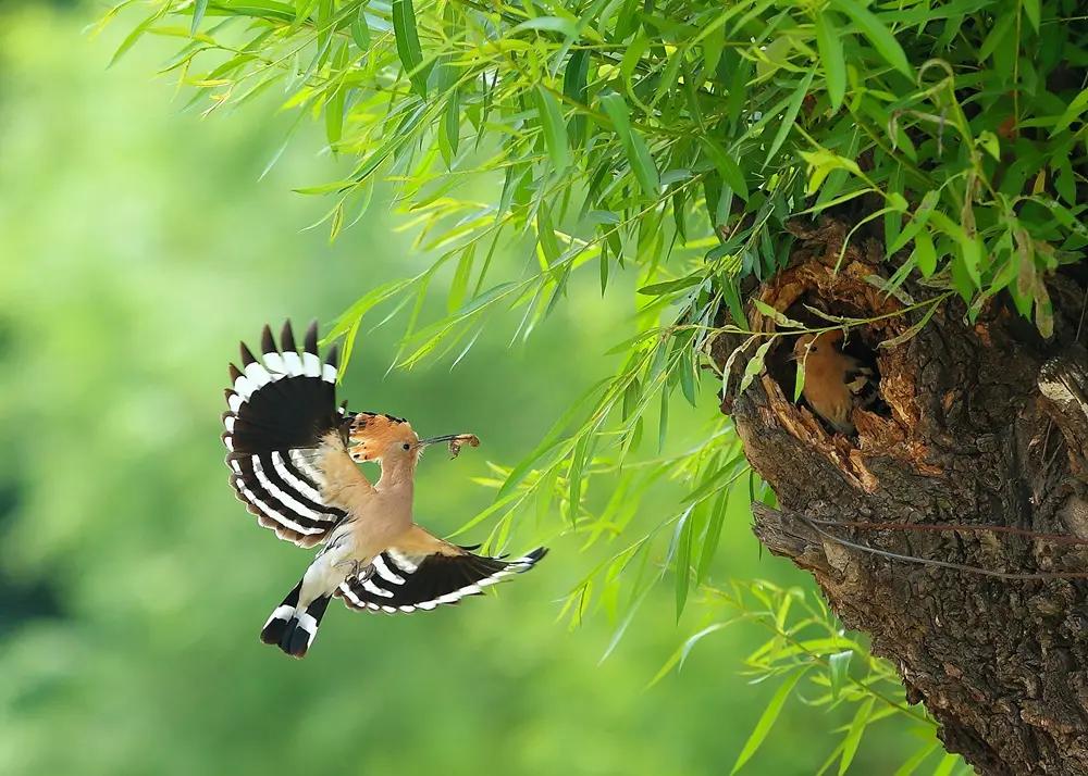 「二十四节气」仓颉造字，天降谷雨，百鬼夜哭，是真的吗？