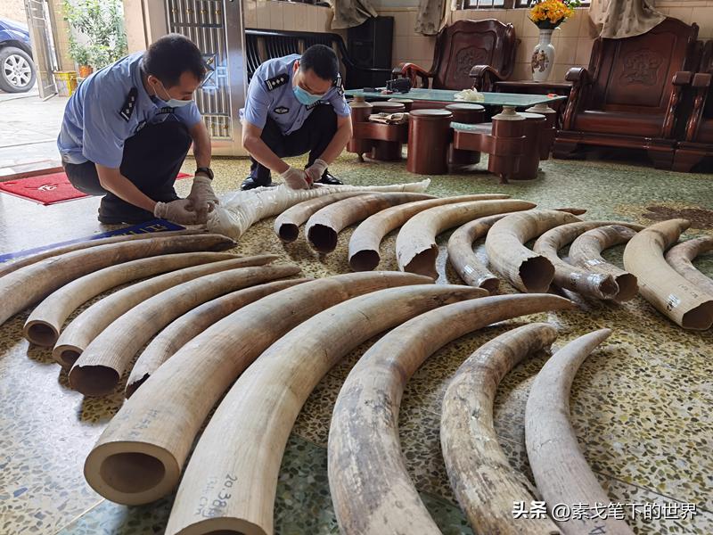 收入水平影响犀牛角消费偏好:野生与半野生犀牛角更受青睐