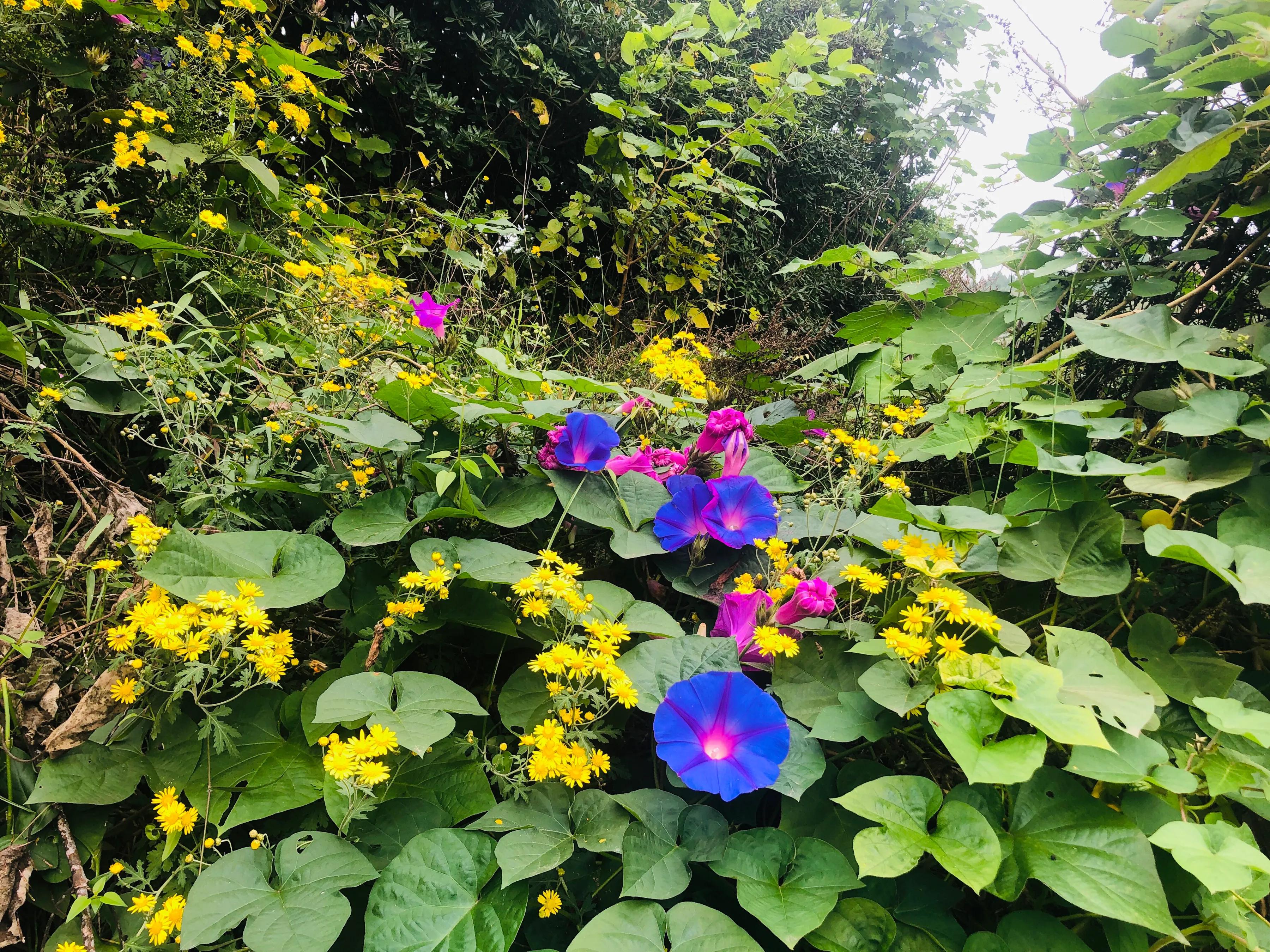 閲戝爞椴滆姳灞辫胺鍊煎緱鍘诲悧,閲戝爞椴滆姳灞辫胺娓歌