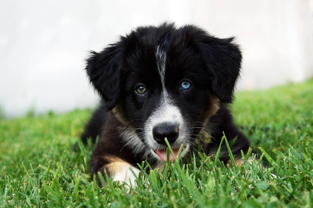 狗狗为什么会假孕？假孕有什么症状？