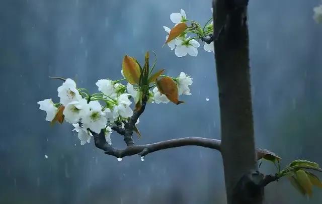 踏青看梨花的诗句,春游赏桃花七律诗