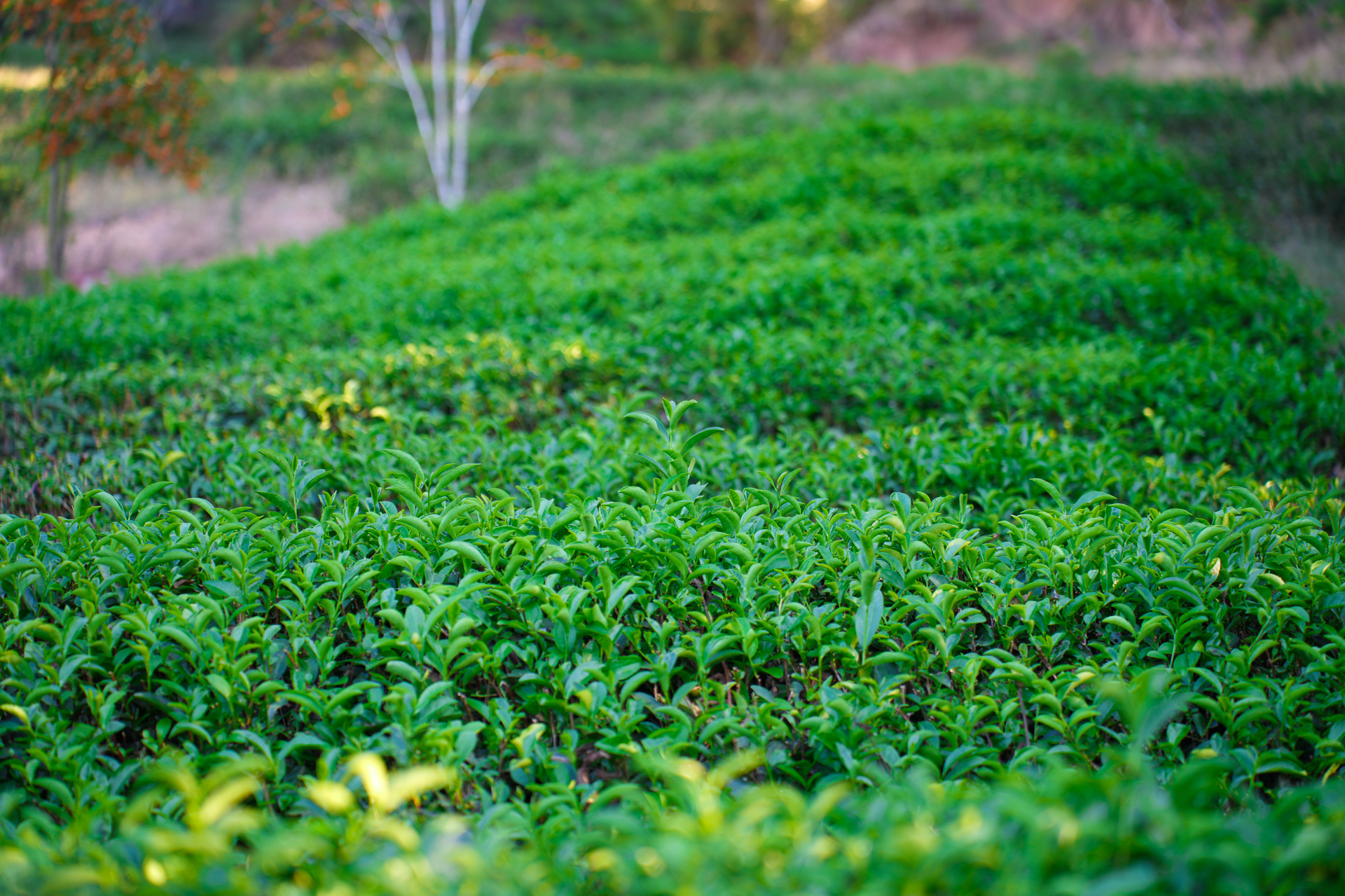 武夷山茶文化之旅,武夷山清香四溢茶