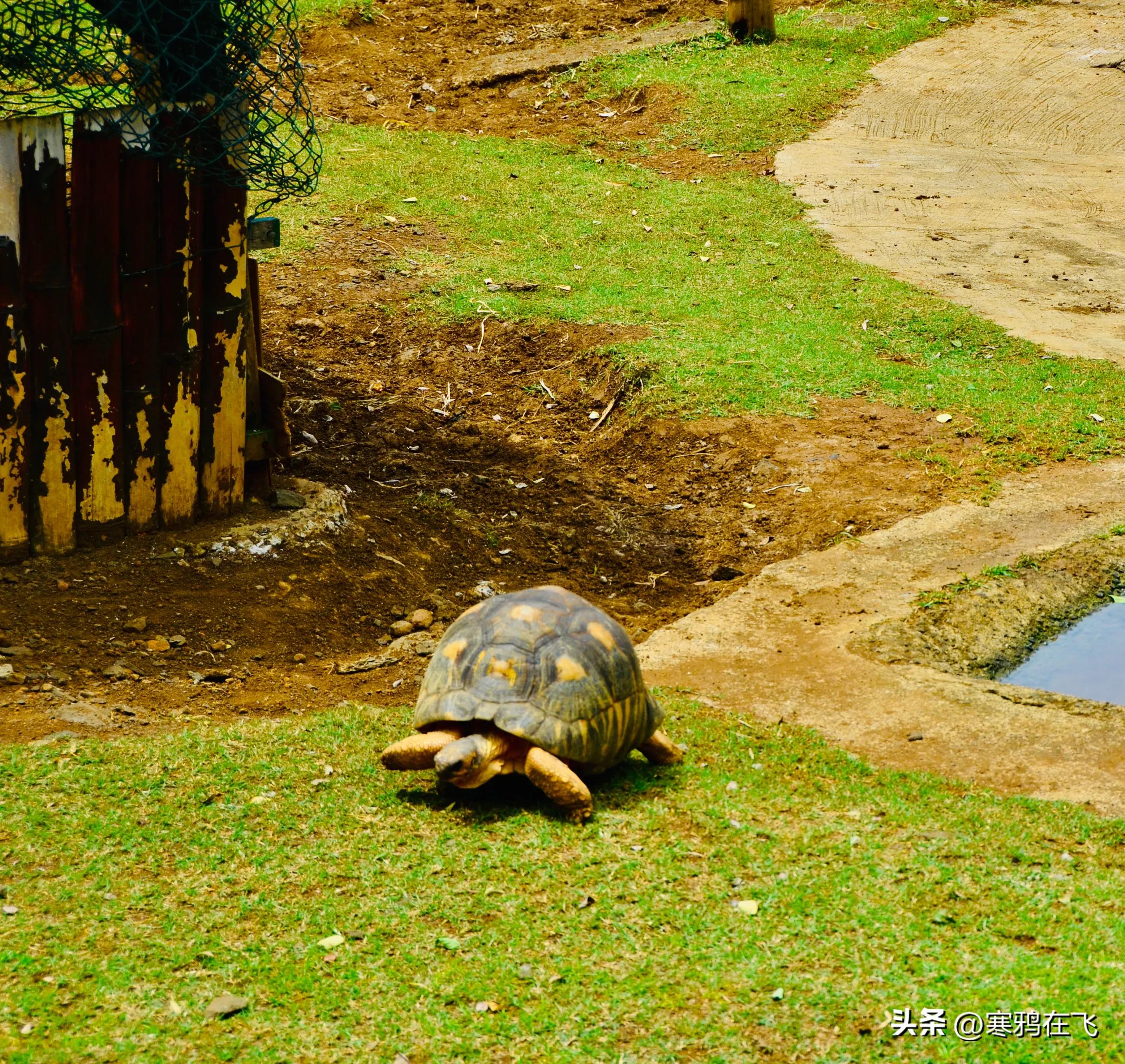 毛里求斯鹦鹉灭绝时间,毛里求斯有许多渡渡鸟吗