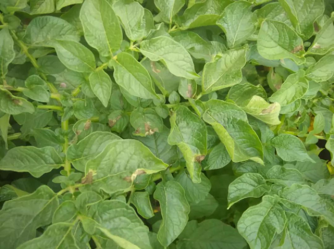 陕西土豆专用黑白地膜,种植土豆用黑地膜白地膜