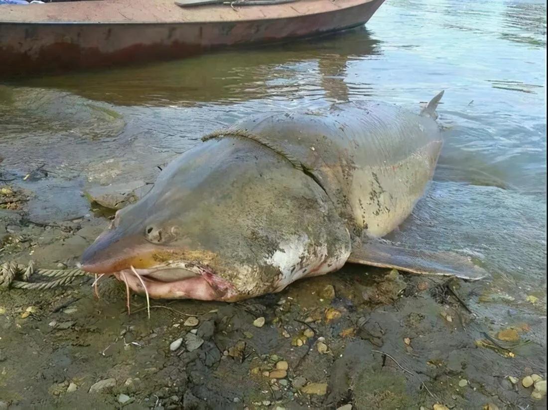 渔民在黑龙江捕到七十斤大鱼,渔民抓到一条百万大鱼