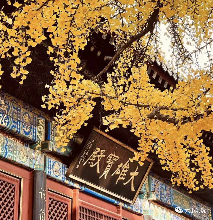 银杏最美的地方,这九个美丽的地方你想去看看吗