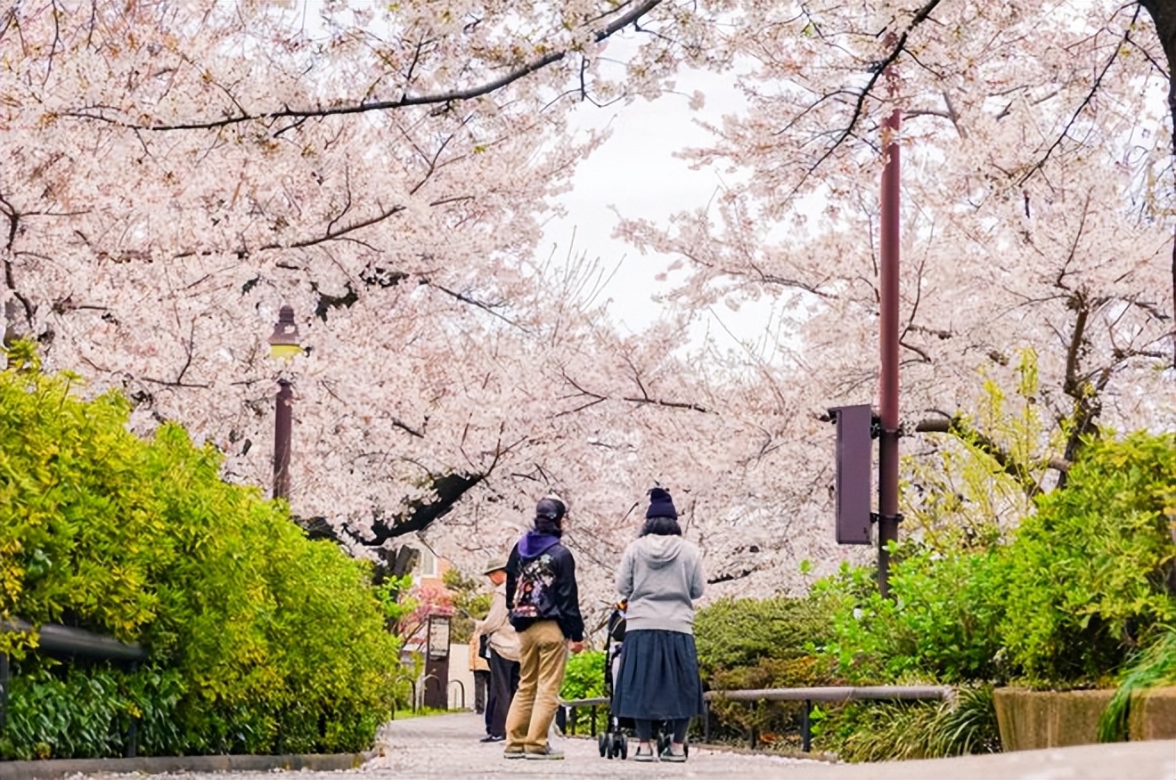 2023日本樱花观赏时间表,日本樱花花期2020