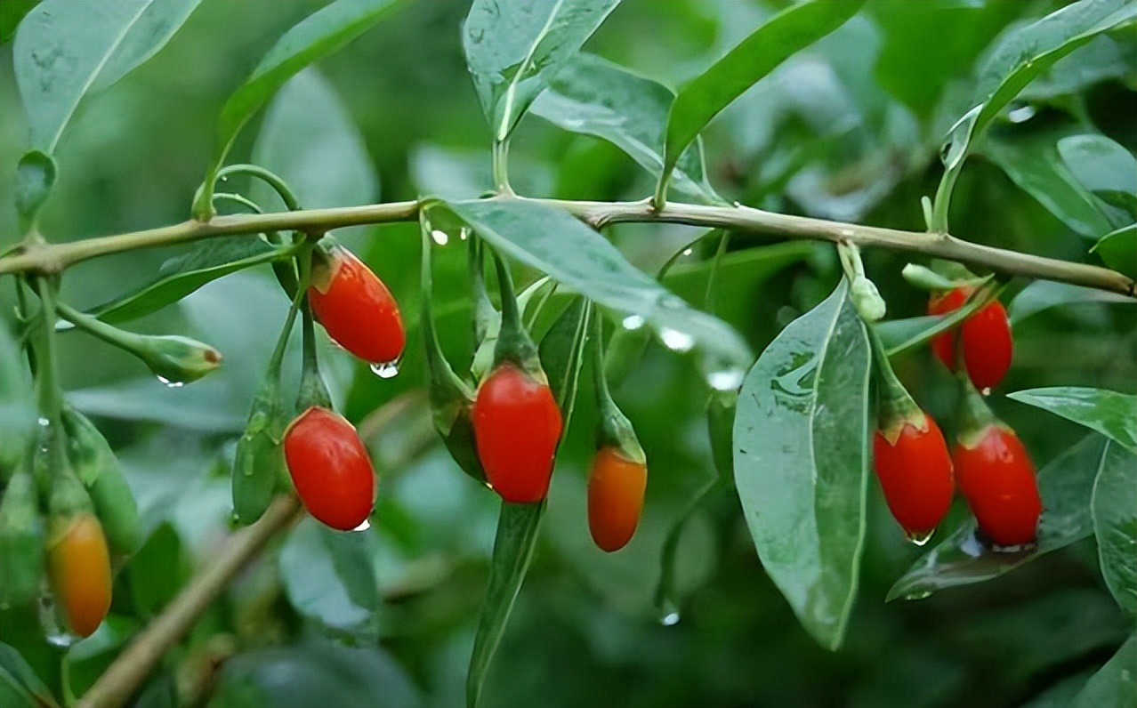 黄芪常喝百病消配这几宝效果更好,山楂和黄芪真的可以打通血管吗