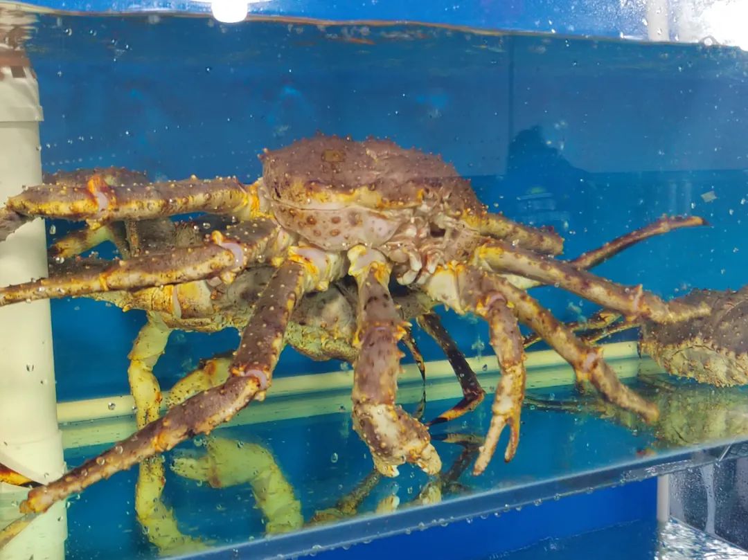 生猛海鲜市场,昌平北七家海鲜批发市场