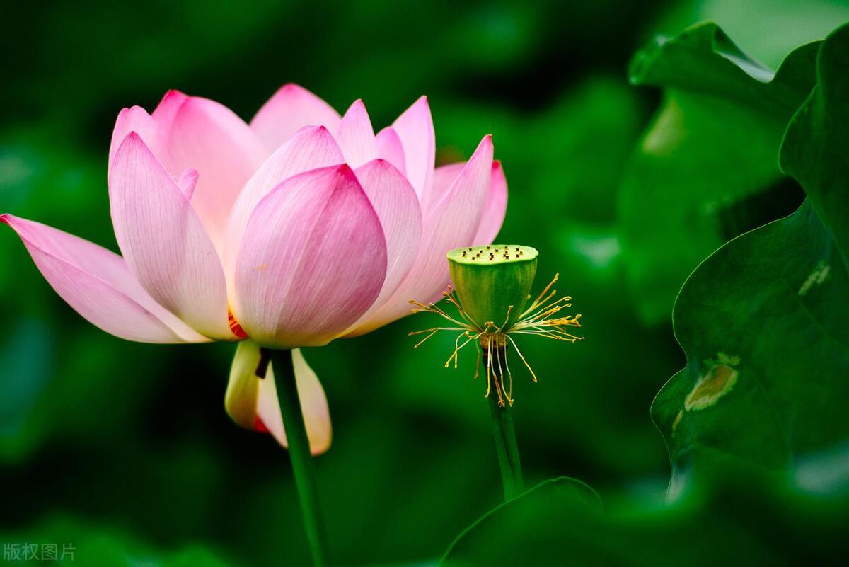 荷风送香气竹露滴清响是写荷花吗,古诗词经典唯美名句关于荷花的