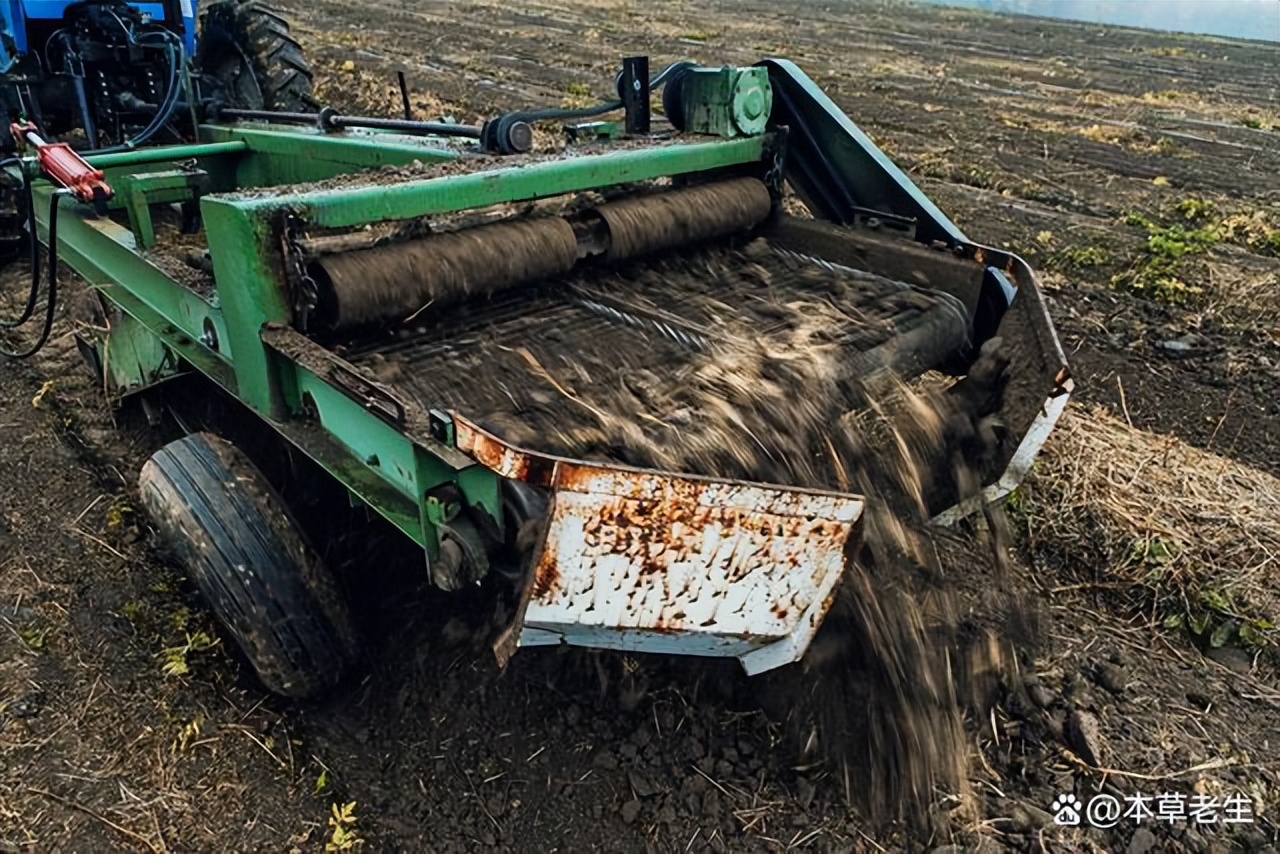 美国西洋参和中国西洋参有啥区别,美国产的西洋参好处是什么