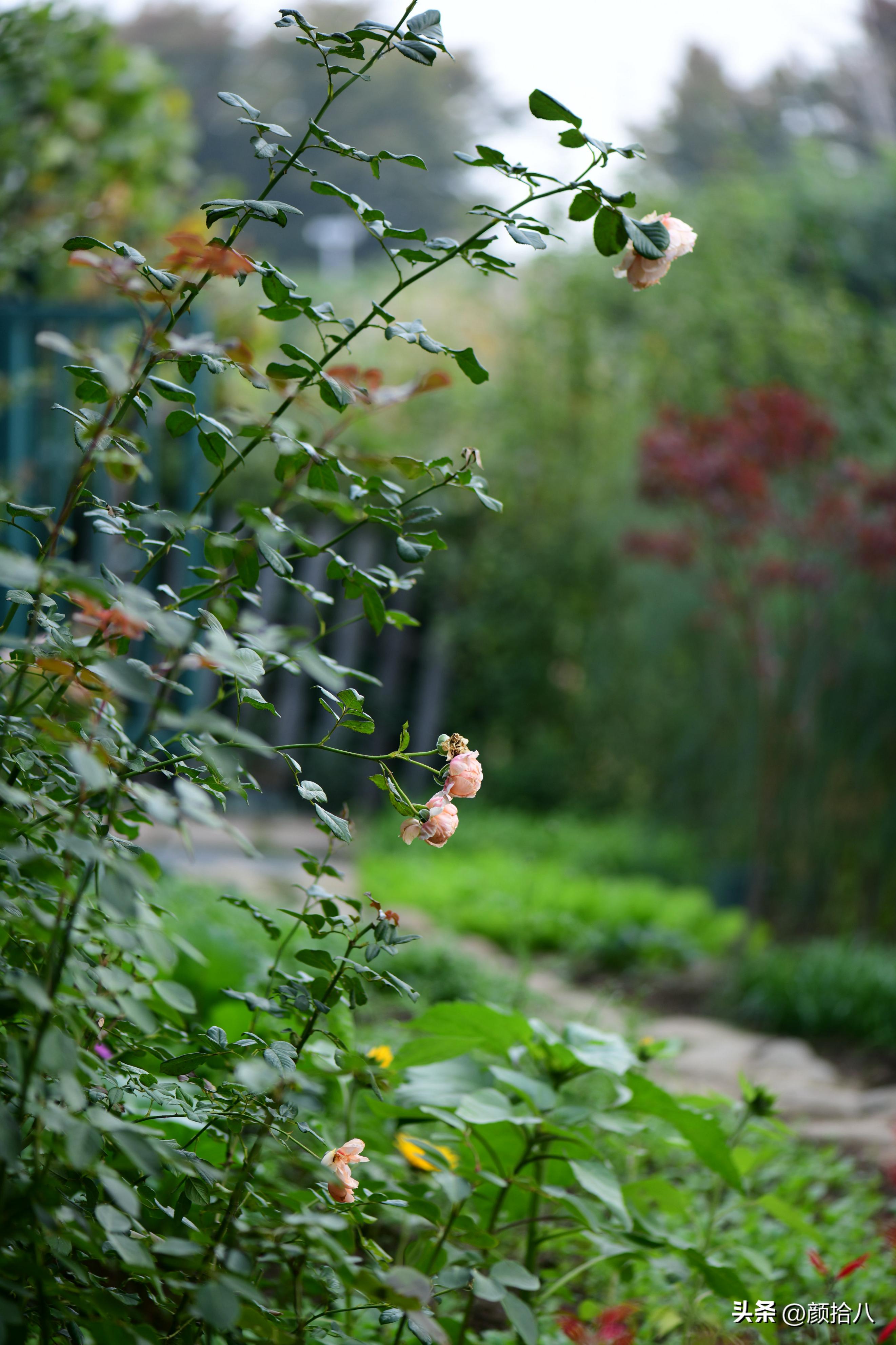 流放到菜地的花儿们，尽情绽放吧，不管在哪里｜园丁