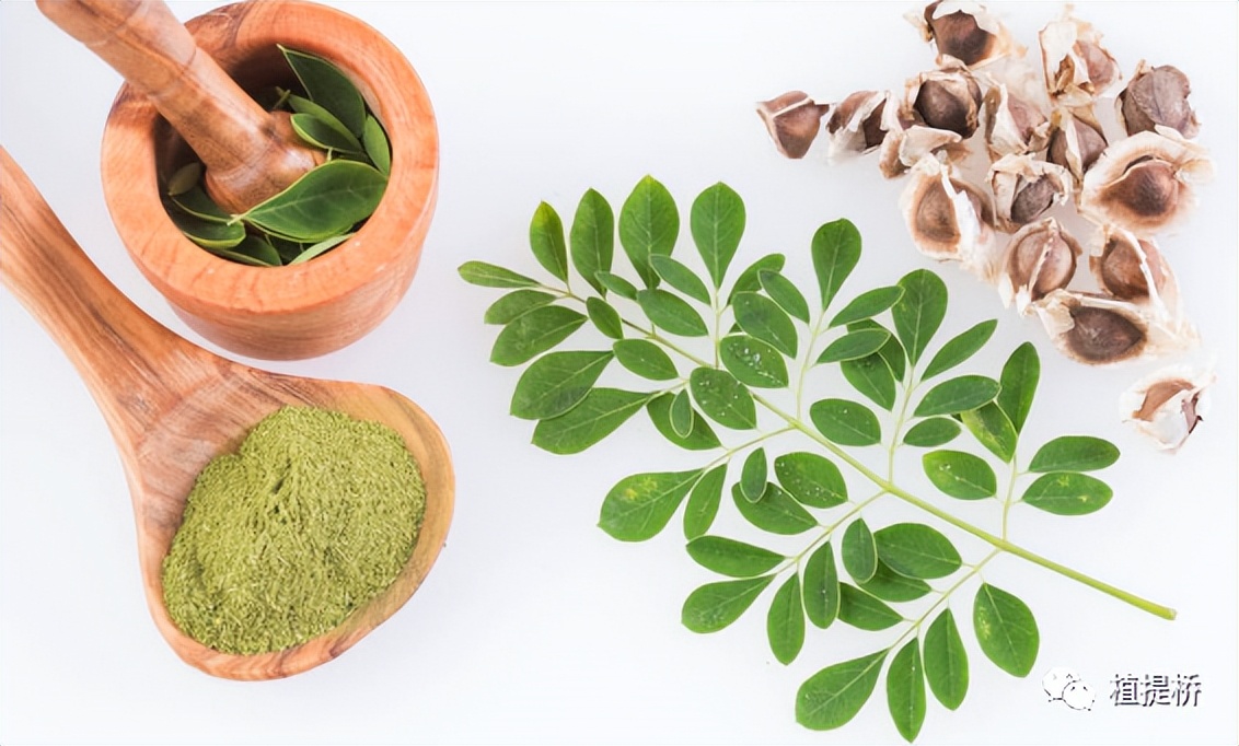 每1周原料：红极一时的辣木，为何现在“默默无闻”？