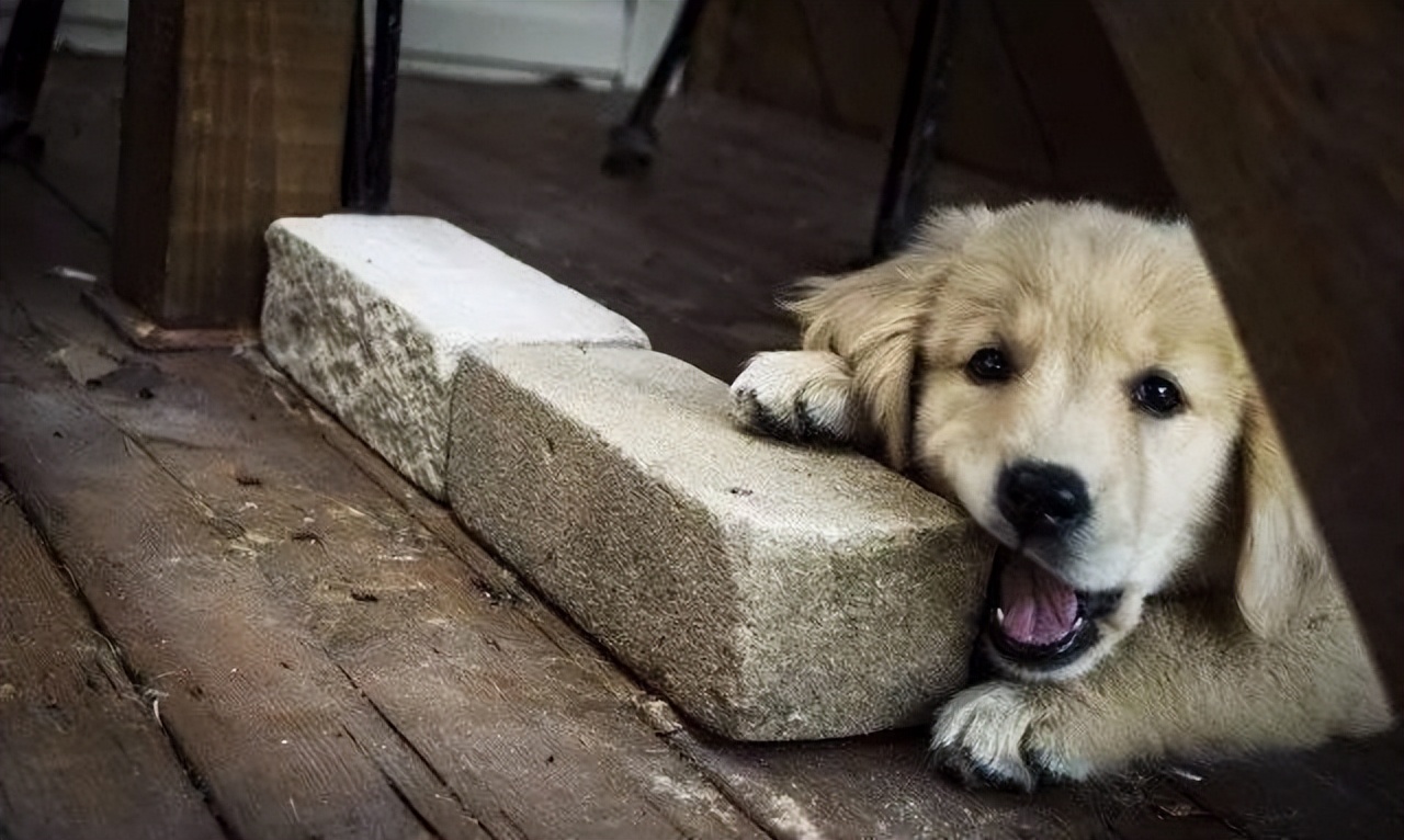 盘点6种不可思议的“异食癖”,盘点十种奇怪的异食癖