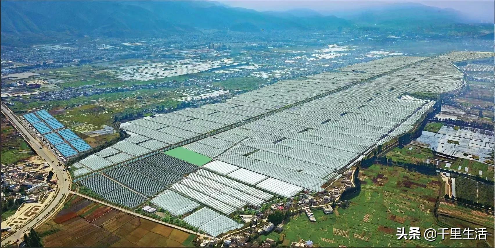 云南高山黄心白菜娃娃菜,云南哪里种娃娃菜