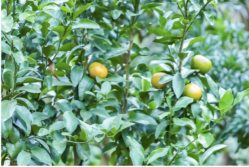 坪山金龟生态艺术小镇,坪山全域自然博物步道