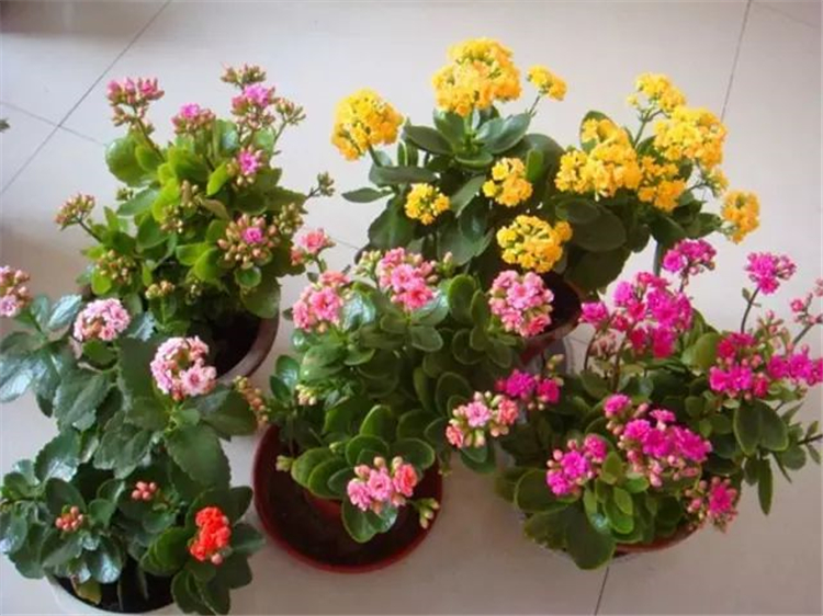 10种公认客厅最好养的花,适合客厅养的懒人花