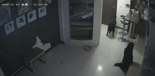 狗狗半夜无故吠叫，主人查看监控吓坏了：门把手在动