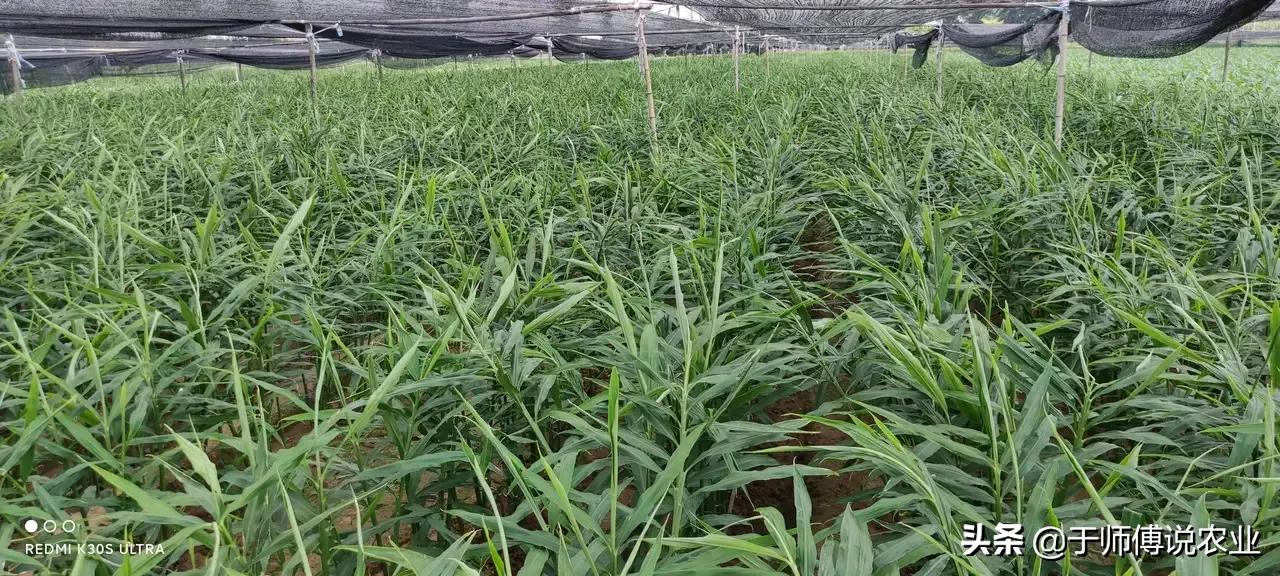 生姜市场前景如何,生姜发展前景趋势