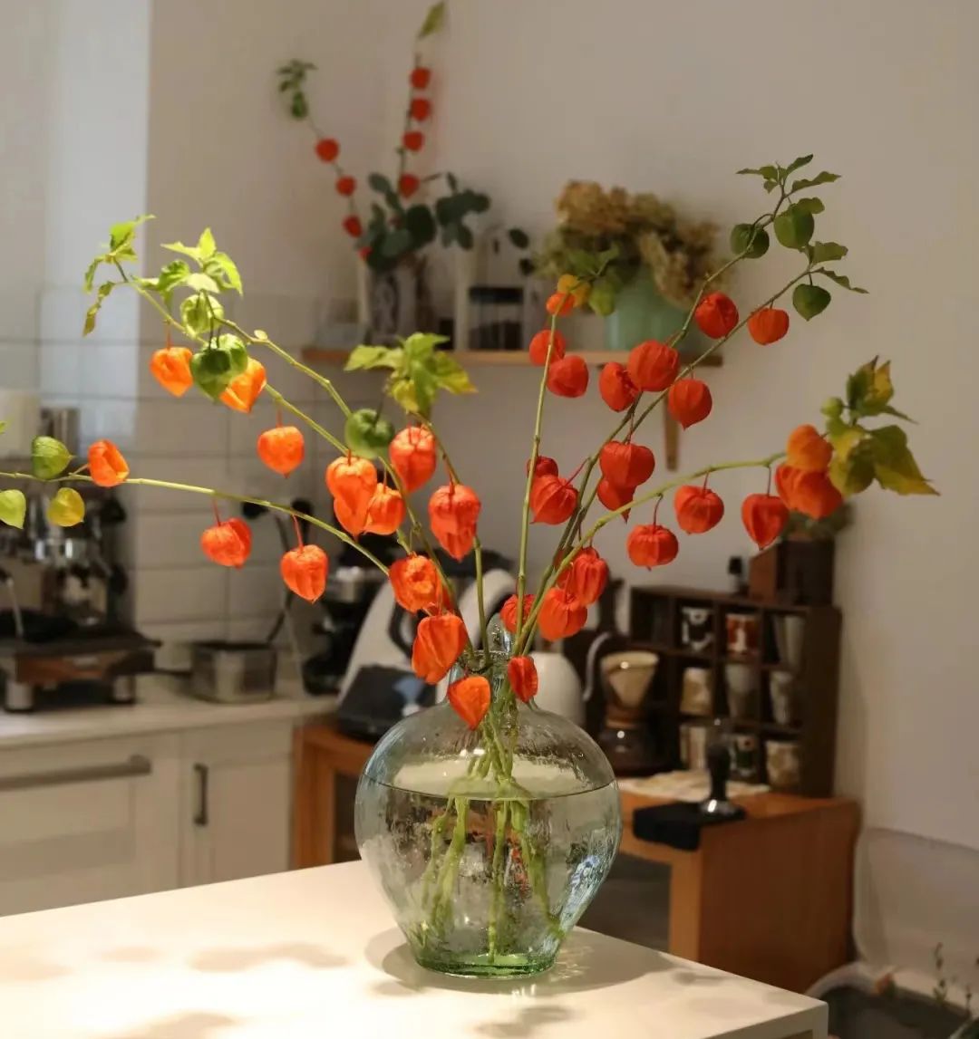 又又又被美到！10款秋日的花果叶，打包了最斑斓的秋色