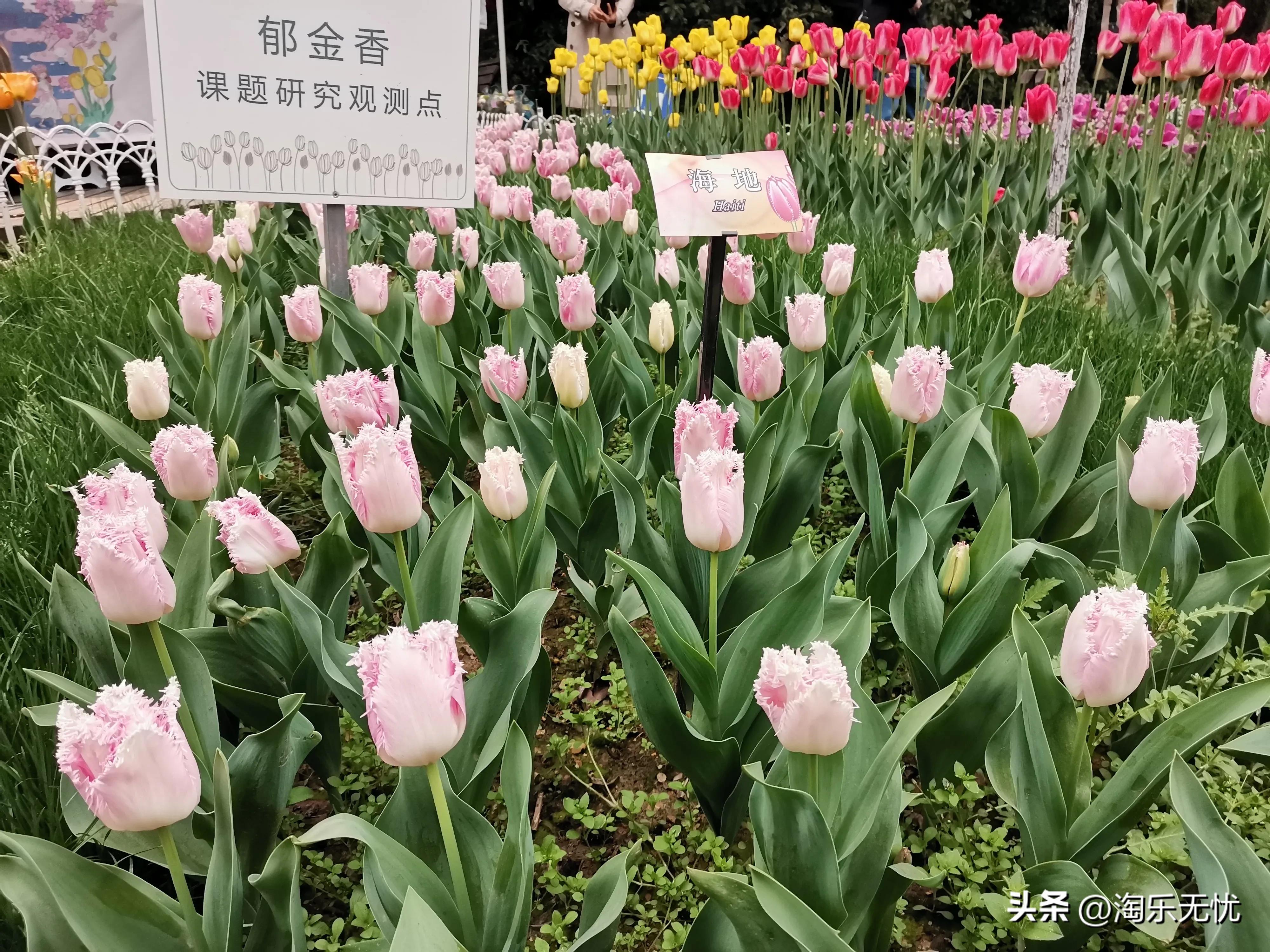 来杭州不要错过紧邻雷峰塔和苏堤的太子湾公园花展！#赏花地图