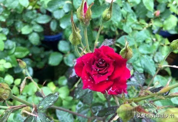 粉色爬藤月季大花浓香品种,大花多层月季花品种大全一览表