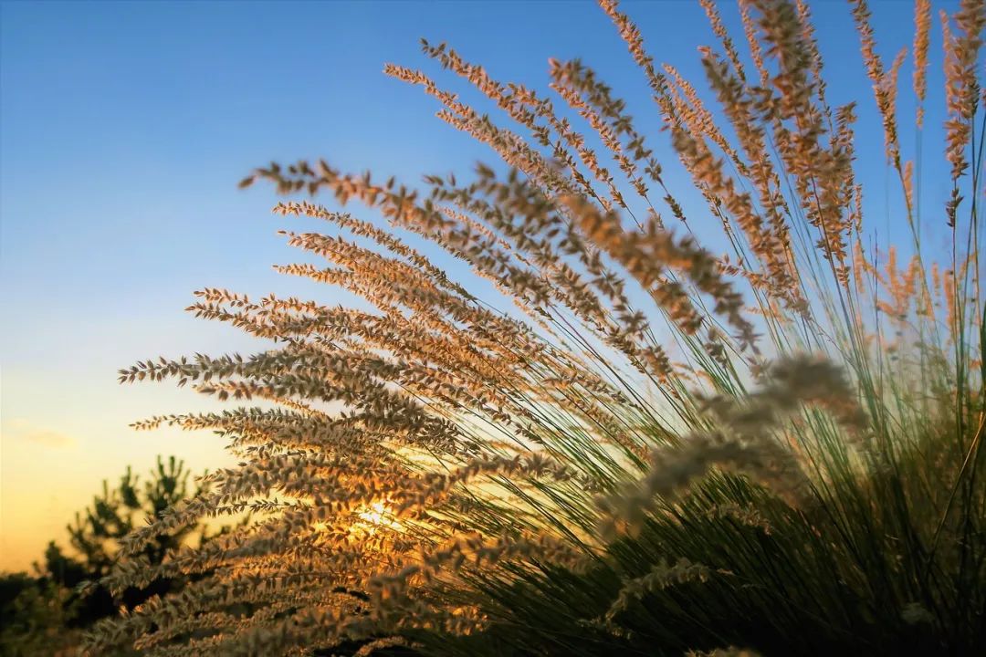 如何规划经营百亩农场才能更赚钱,共享农场模式1.9亩收入20万